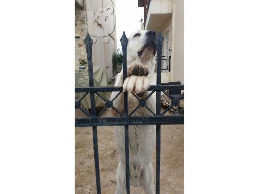 Ασιατικος Ποιμενικος